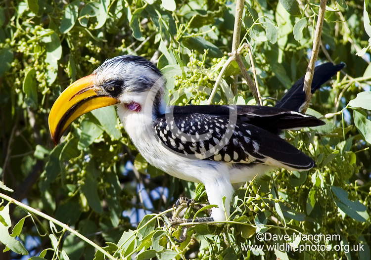 Tockus flavirostris
