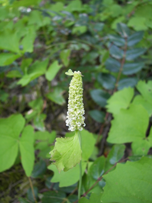 Achlys triphylla