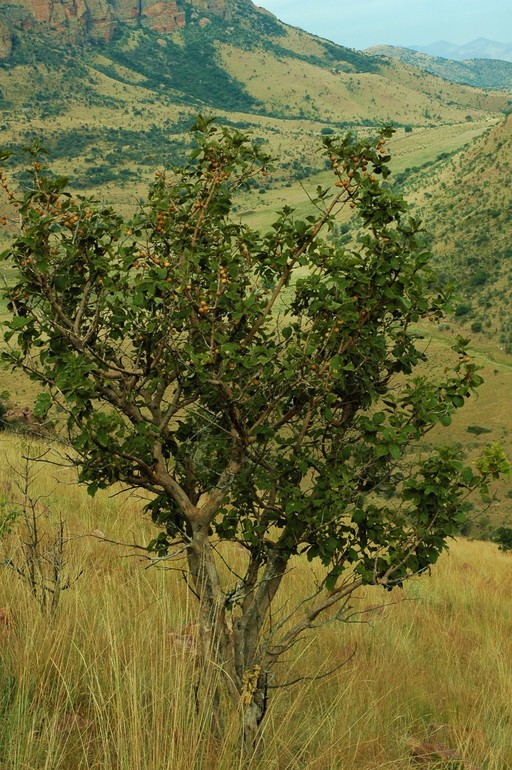 Vangueria parvifolia