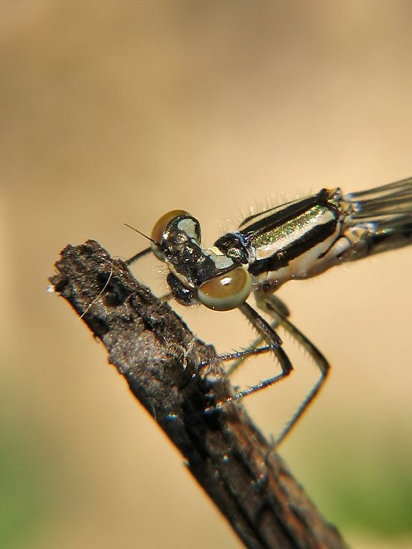 Ischnura elegans Ischnura elegans