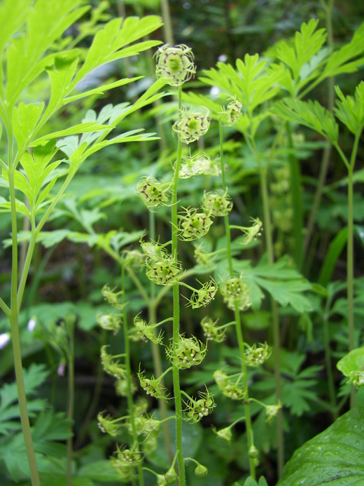Mitellastra caulescens Mitellastra caulescens