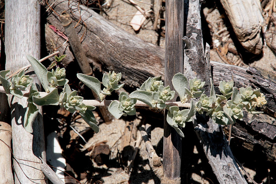 Atriplex leucophylla Atriplex leucophylla