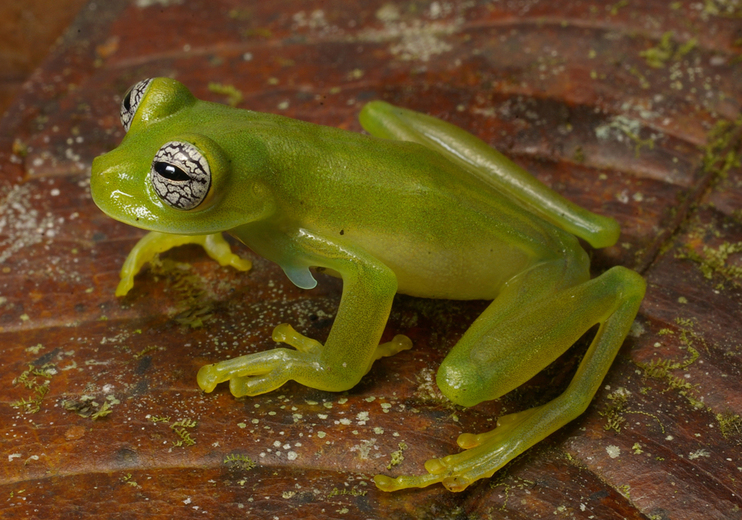 Espadarana callistomma