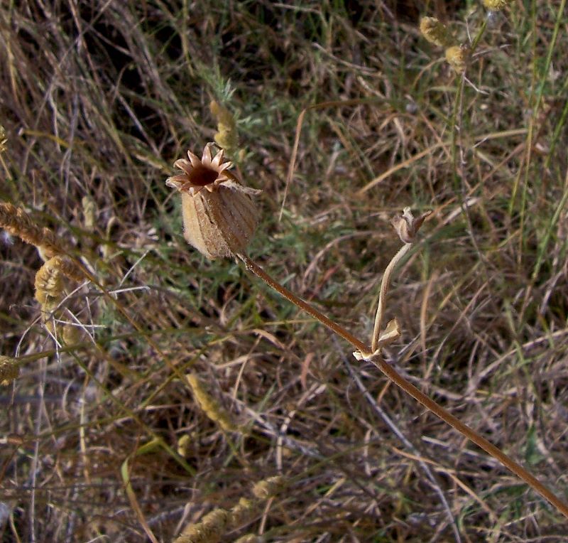 Silene latifolia