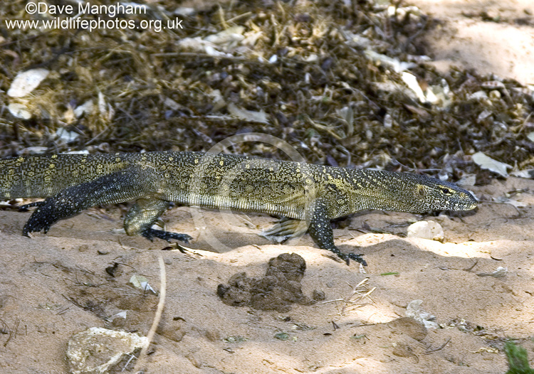 Varanus niloticus