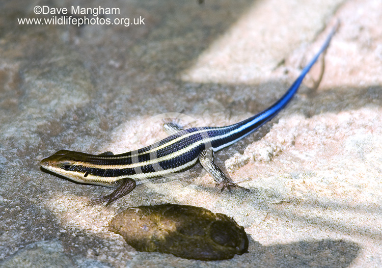 Trachylepis quinquetaeniata