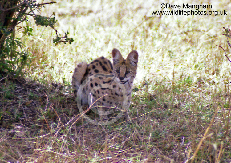 Leptailurus serval