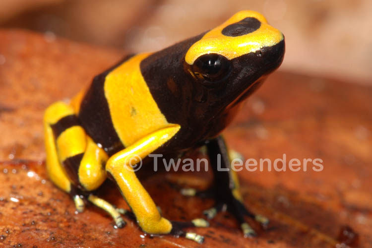 Dendrobates leucomelas