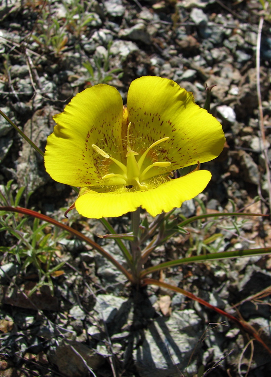 Calochortus luteus Calochortus luteus