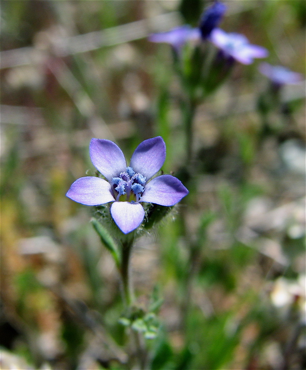 Gilia clivorum