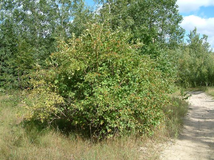 Physocarpus opulifolius