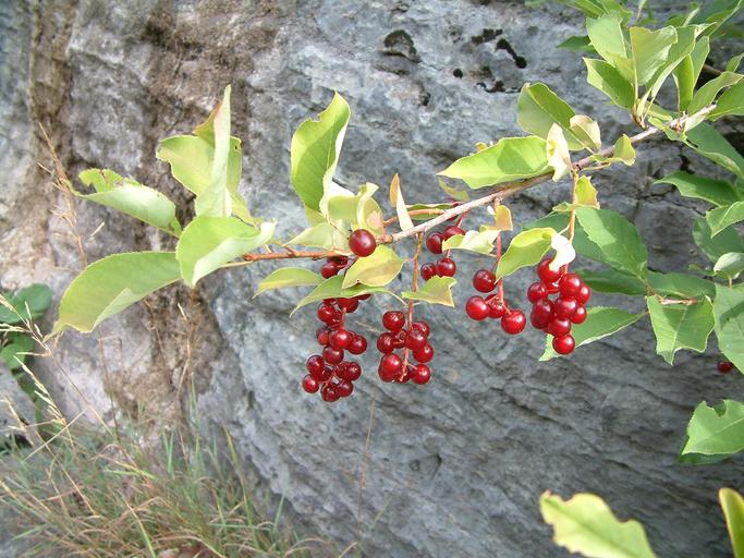 Prunus virginiana