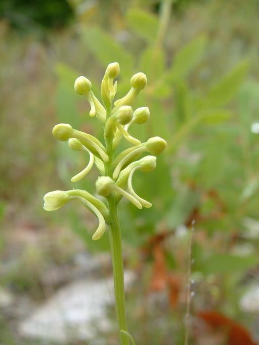 Platanthera clavellata Platanthera clavellata
