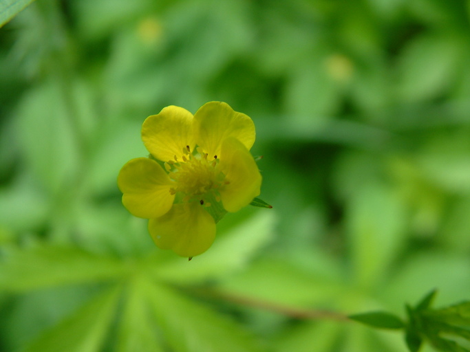 Potentilla reptans