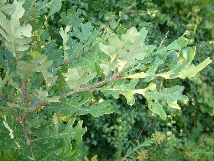 Quercus macrocarpa