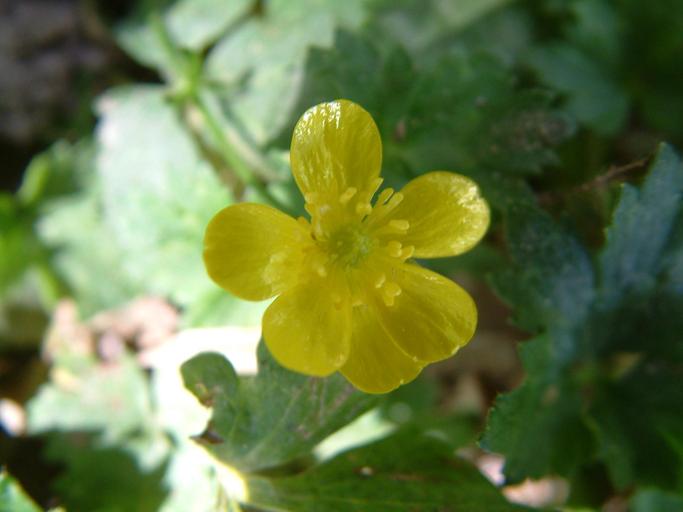 Ranunculus repens Ranunculus repens