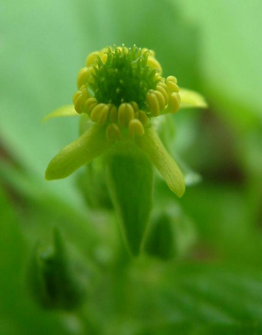 Ranunculus recurvatus Ranunculus recurvatus