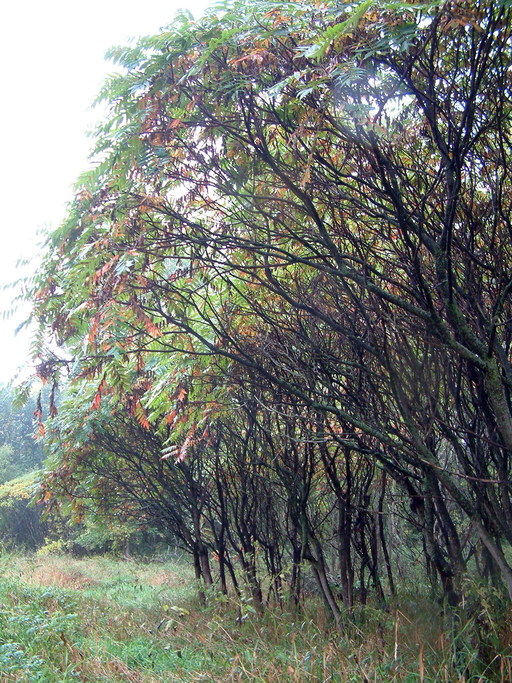 Rhus typhina Rhus typhina