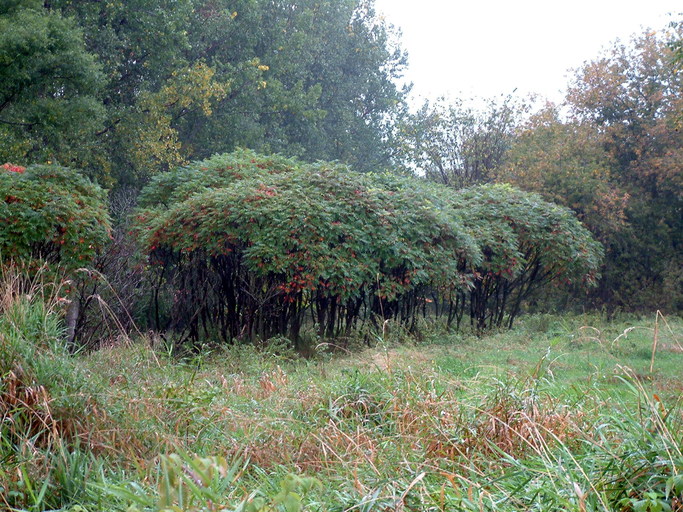 Rhus typhina Rhus typhina
