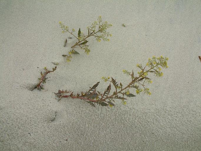 Rorippa palustris Rorippa palustris