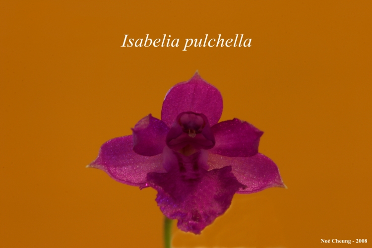 Isabelia pulchella