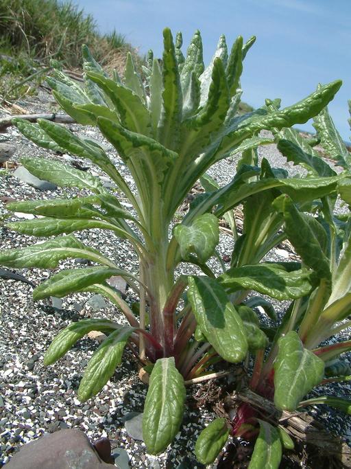 Senecio pseudo-arnica