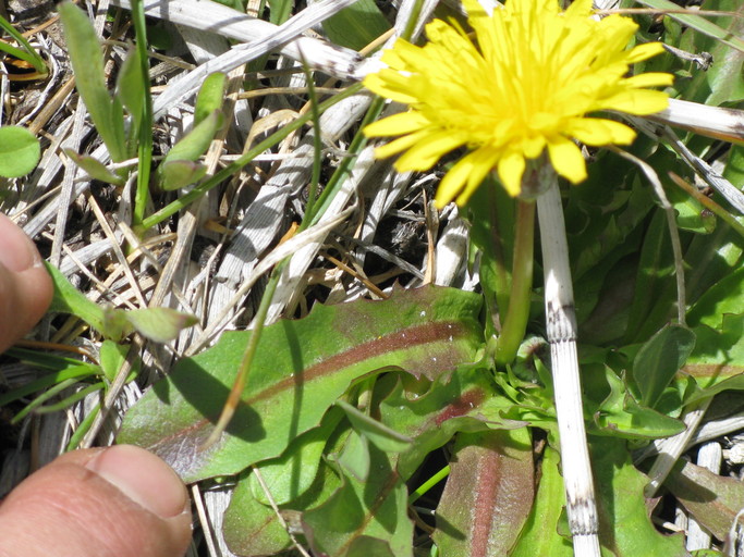 Taraxacum californicum Taraxacum californicum