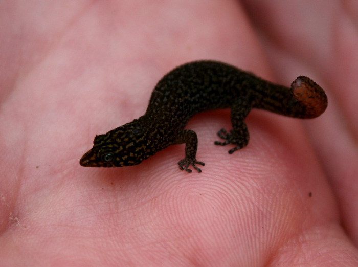 Sphaerodactylus fantasticus Sphaerodactylus fantasticus