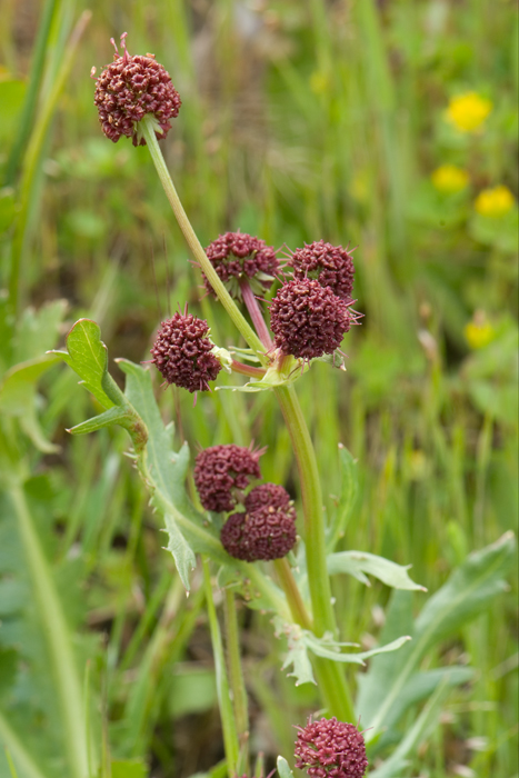 Sanicula bipinnatifida Sanicula bipinnatifida