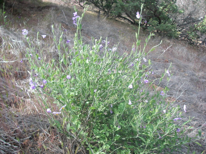 Solanum umbelliferum Solanum umbelliferum