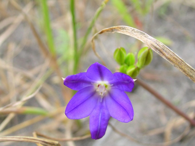 Brodiaea filifolia Brodiaea filifolia