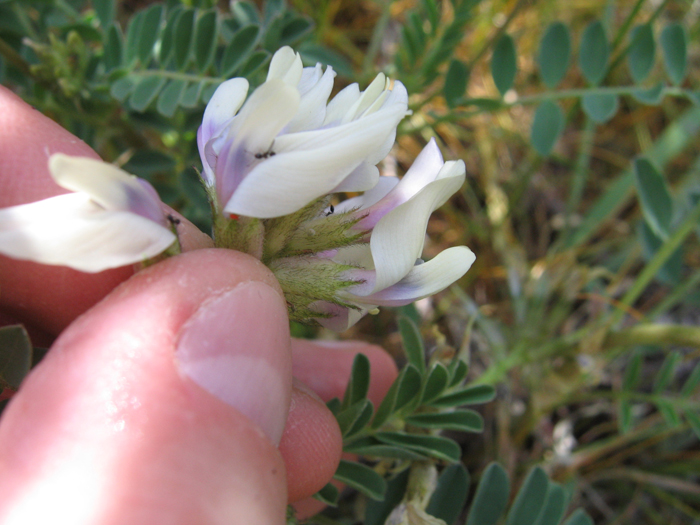 Astragalus cibarius Astragalus cibarius