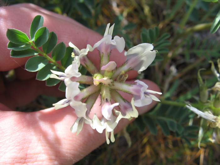 Astragalus cibarius Astragalus cibarius