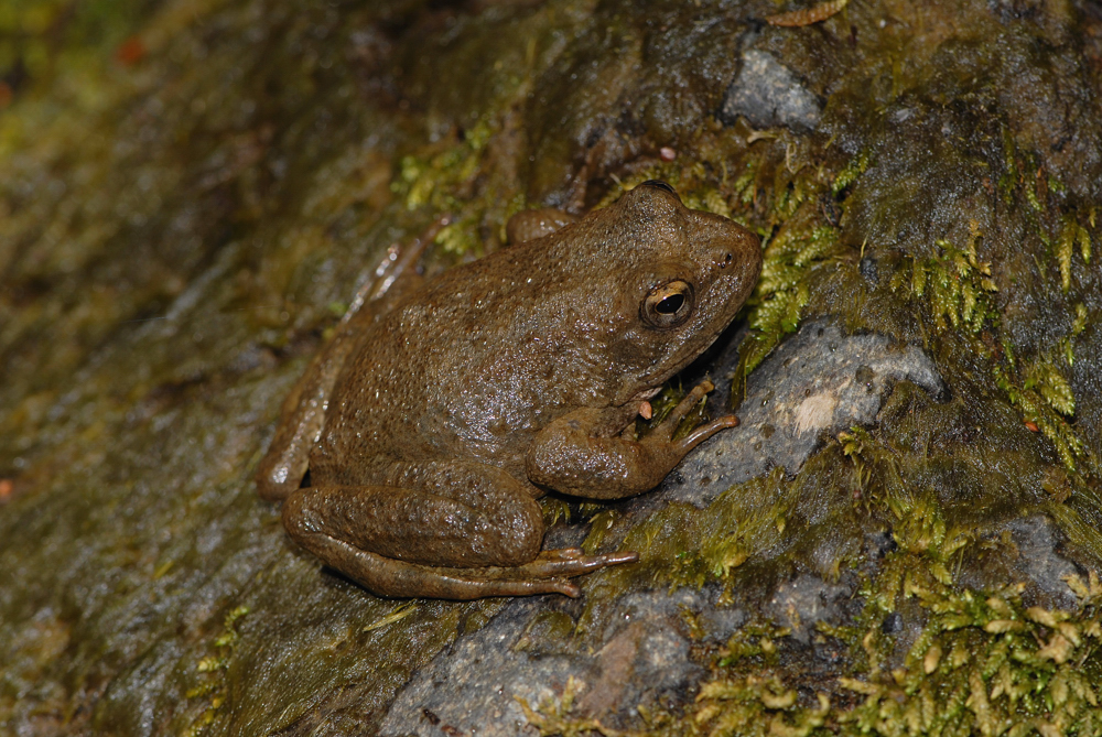 Rana boylii Rana boylii