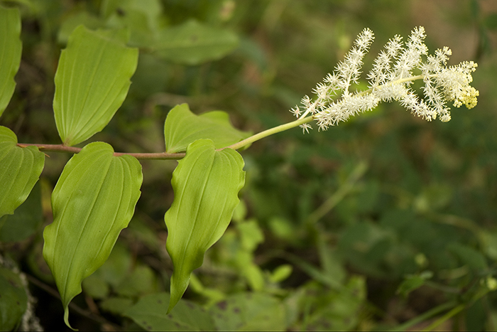 Maianthemum racemosum ssp. amplexicaule