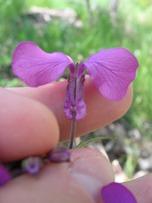 Lunaria annua