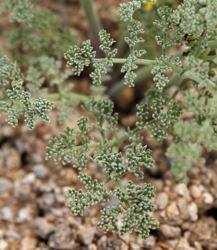 Lomatium mohavense