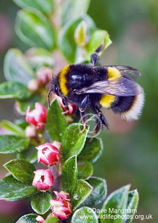 Bombus lucorum