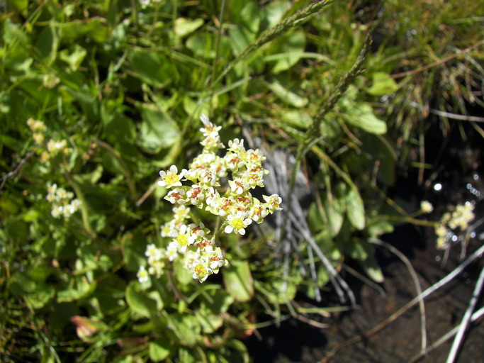 Saxifraga integrifolia