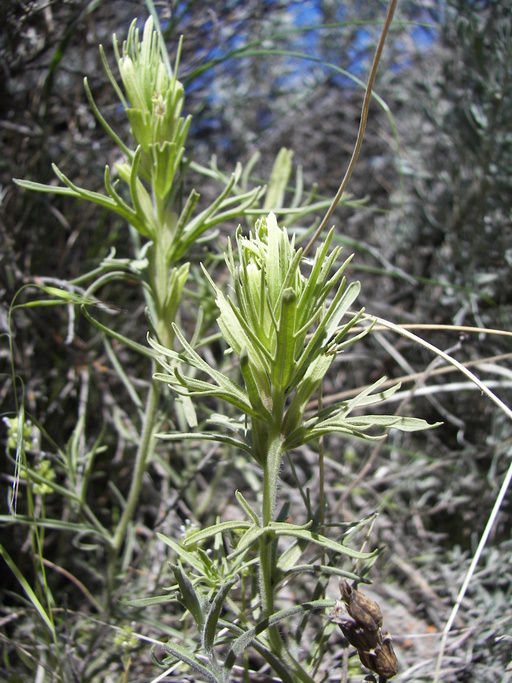 Castilleja thompsonii Castilleja thompsonii