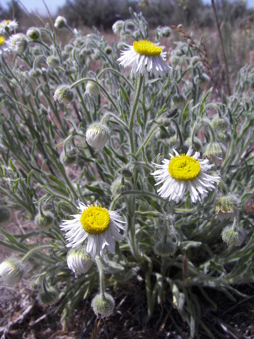 Erigeron poliospermus