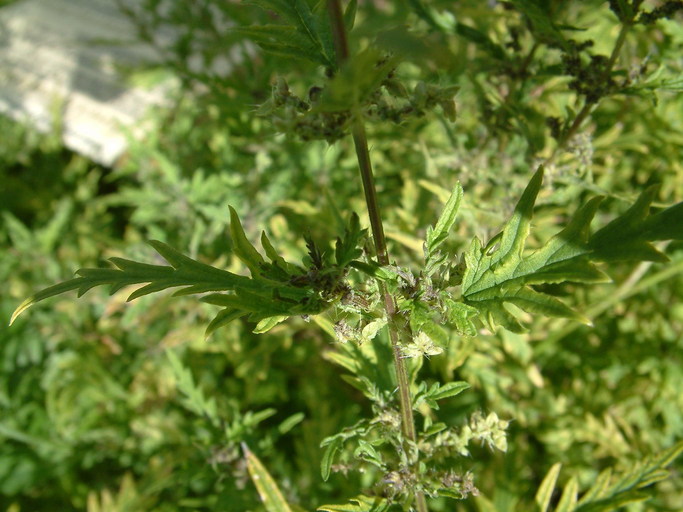 Urtica cannabina Urtica cannabina