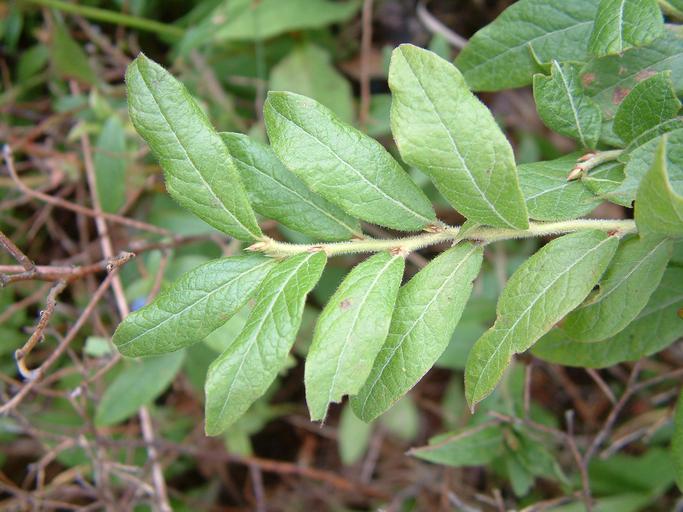 Vaccinium myrtilloides Vaccinium myrtilloides