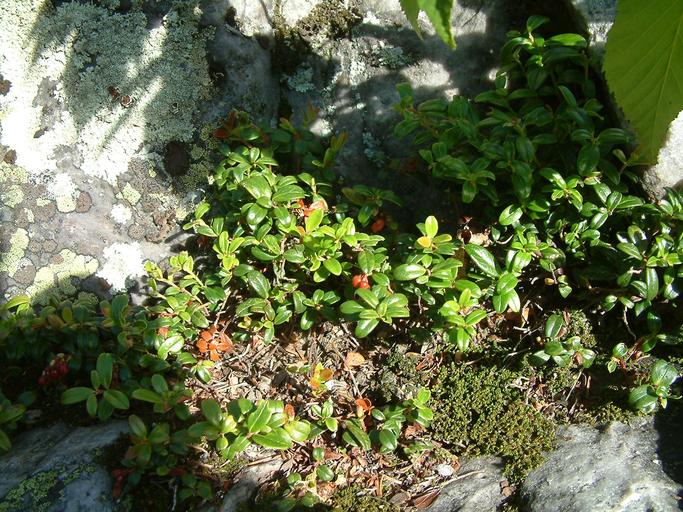 Vaccinium vitis-idaea ssp. minus