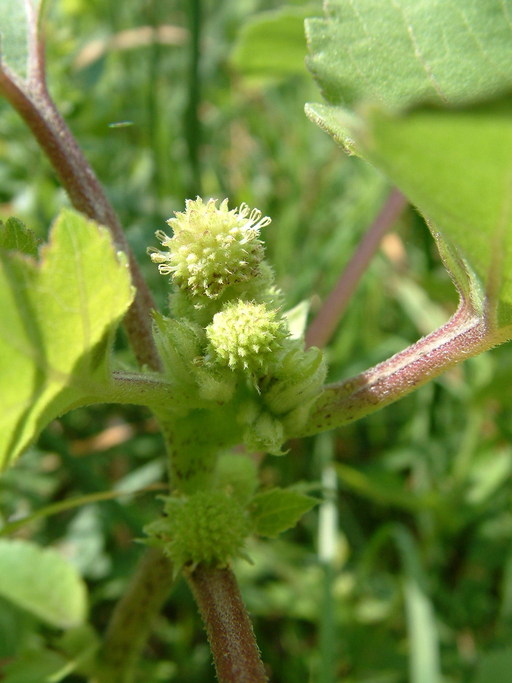 Xanthium chinense Xanthium chinense