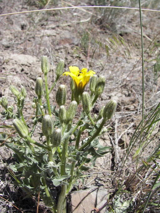 Crepis occidentalis Crepis occidentalis