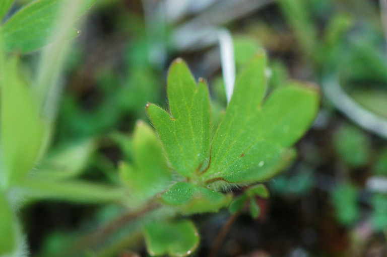 Ranunculus orthorhynchus