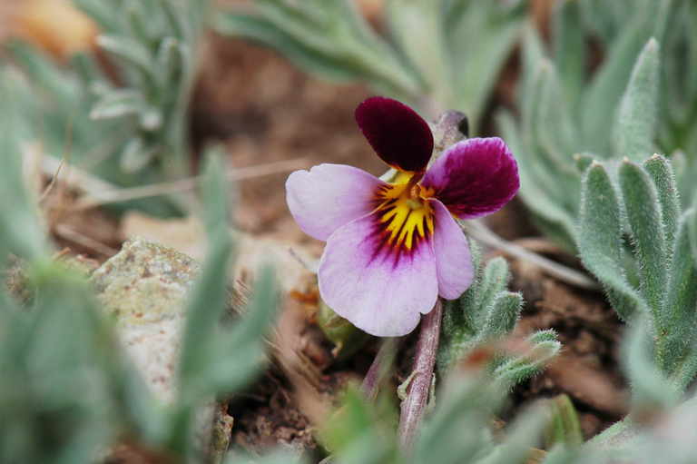 Viola beckwithii ssp. beckwithii