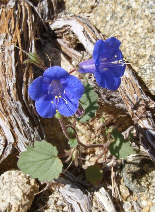 Phacelia campanularia ssp. vasiformis