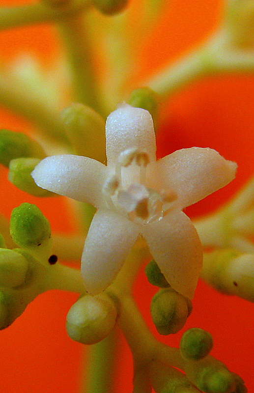 Psychotria mapourioides